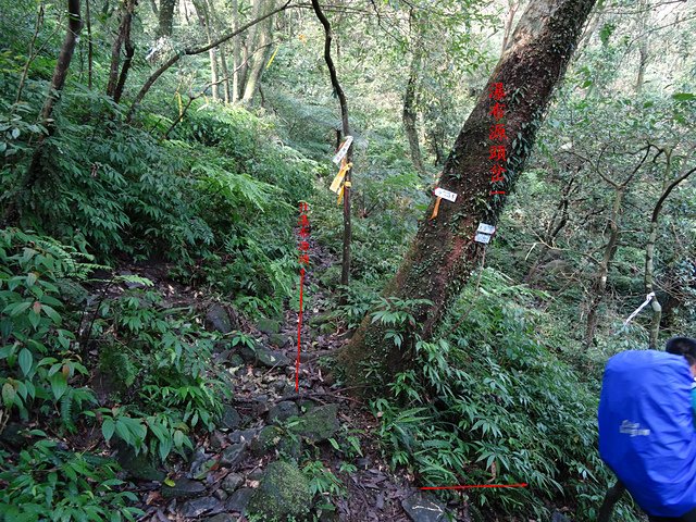 DSC06614.JPG - 阿里磅瀑布、竹里山、瀑布源頭、竹子山北北峰8字型走20170219