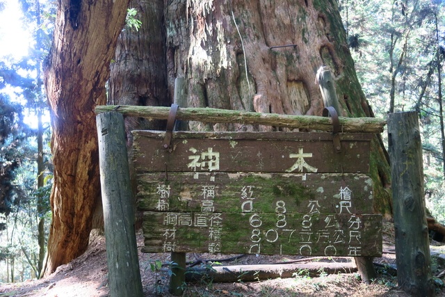 IMG_0477.JPG - 第二天：石猴遊憩區、松山、眠月神木、水漾森林20181202