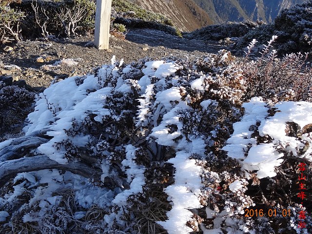 DSC02813.JPG - 雪山主東、北稜角跨年二日行（高山百岳）2015~2016/12~01/31~01