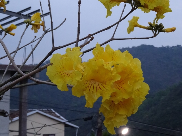 DSC09187.JPG - 第一天：神山、神山瀑布園區景觀20180313