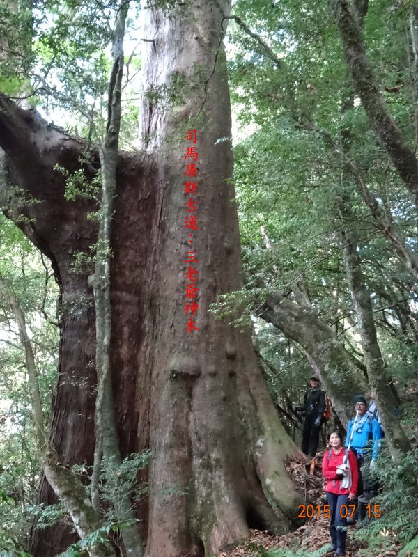 DSC01739.JPG - 司馬庫斯神木群越嶺鴛鴦湖外圍出100林道20150715