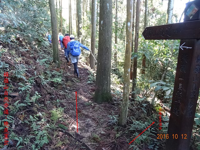 DSC01124.JPG - 橫嶺山自然步道、沙蓮山、橫嶺山、鳶嘴山、稍來山出大雪山森林遊樂區20161012