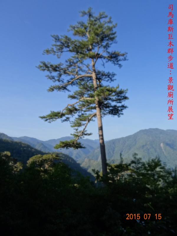 DSC01681.JPG - 司馬庫斯神木群越嶺鴛鴦湖外圍出100林道20150715